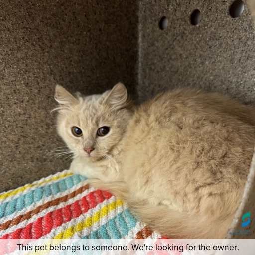 Photo of cat with ID of : C260784.