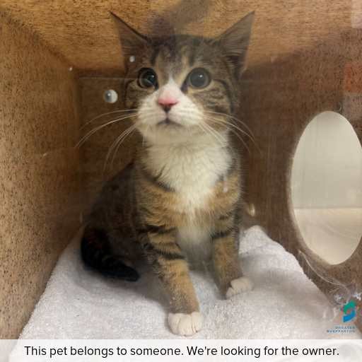 Photo of cat with ID of : C260785.