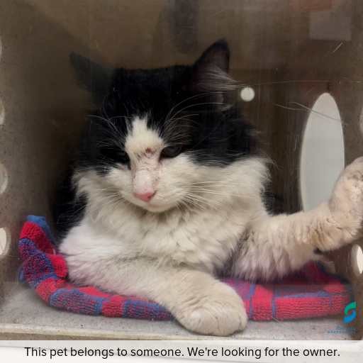 Photo of cat with ID of : C260786.