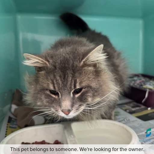 Photo of cat with ID of : C260787.