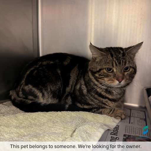 Photo of cat with ID of : C260788.