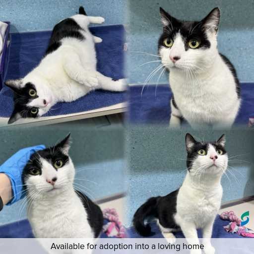 Photo of cat with ID of : C260790.