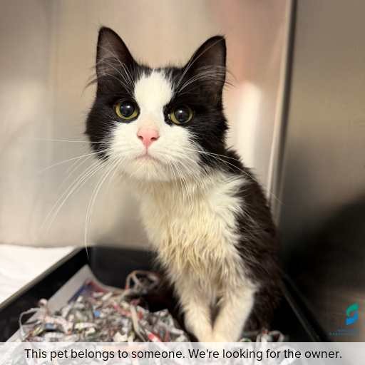 Photo of cat with ID of : C260792.