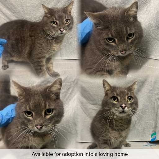 Photo of cat with ID of : C260795.