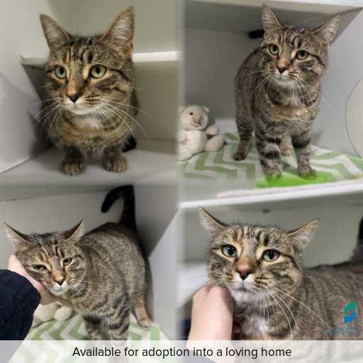 Photo of cat with ID of : C260800.