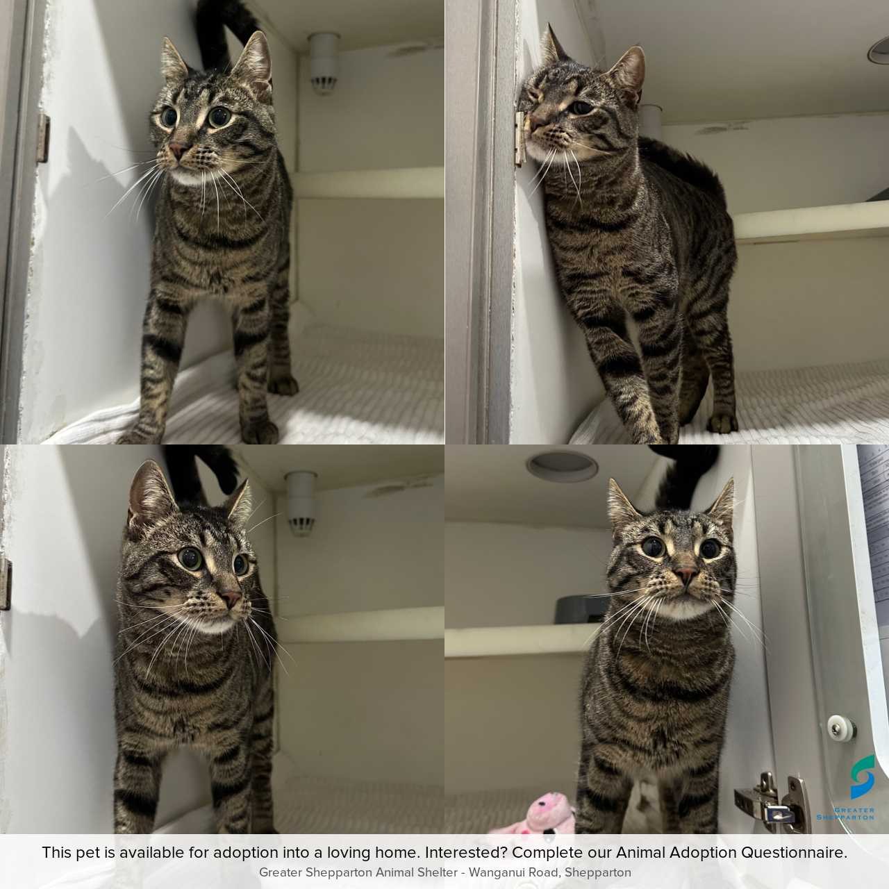 C260805 Bear
