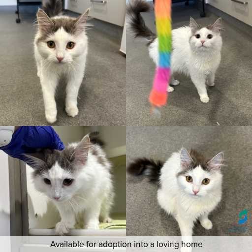 Photo of cat with ID of : C260811.