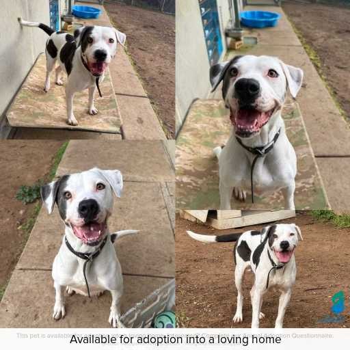 Photo of dog with ID of : D250373.