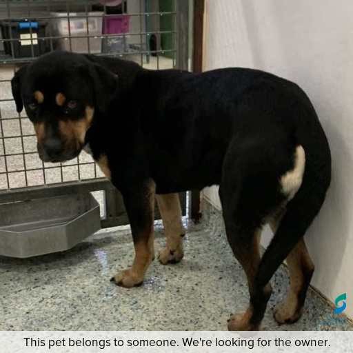 Photo of dog with ID of : D250435.