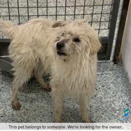 Photo of dog with ID of : D250436.