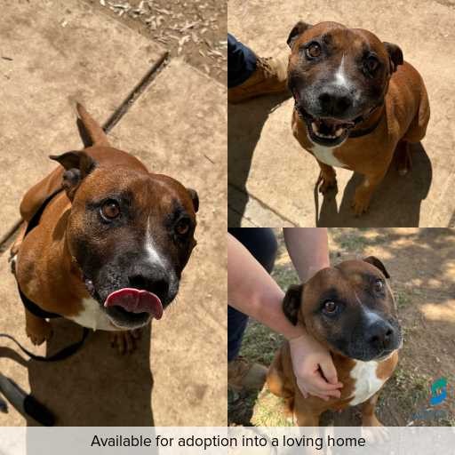 ID: D250514 Photo of dog with ID of : D250514.