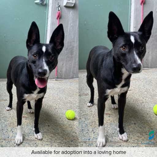 Photo of dog with ID of : D250598.