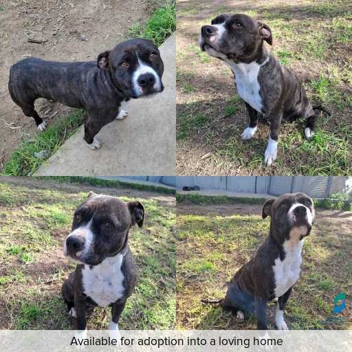 Photo of dog with ID of : D260395.