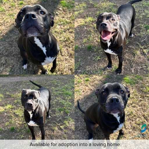 Photo of dog with ID of : D260462.