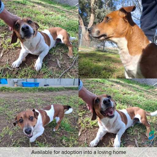 Photo of dog with ID of : D260407.