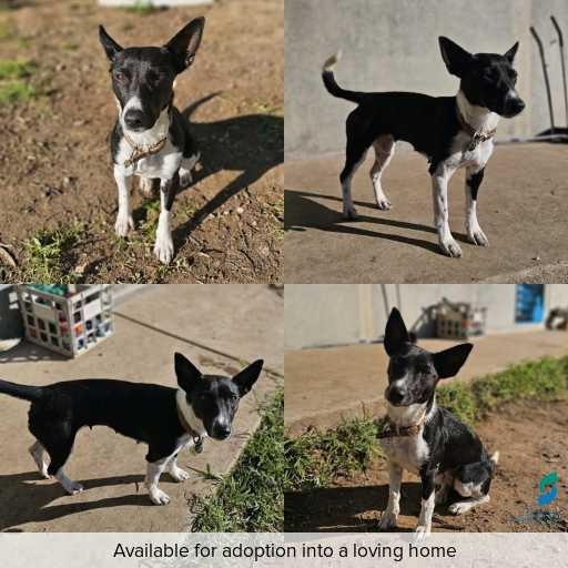 Photo of dog with ID of : D260438.