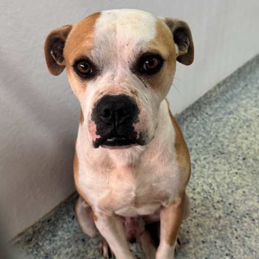 Photo of dog with ID of : D260454.
