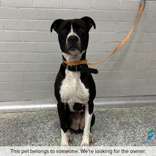 Photo of dog with ID of : D260455.