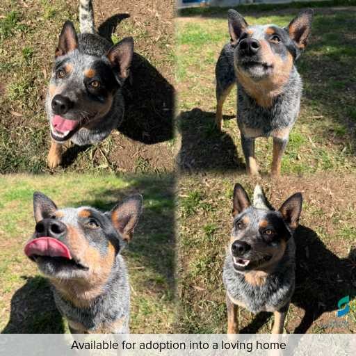 Photo of dog with ID of : D260477.