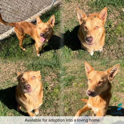 Photo of dog with ID of : D260486.