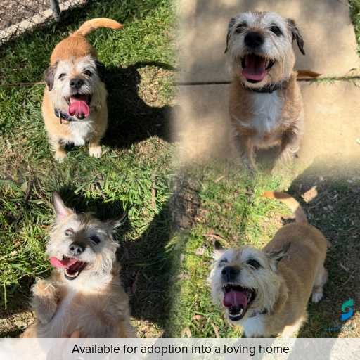 Photo of dog with ID of : D260501.