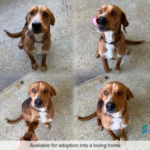 Photo of dog with ID of : D260506.