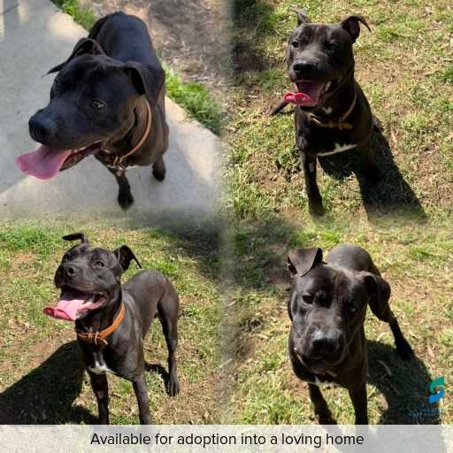 Photo of dog with ID of : D260491.