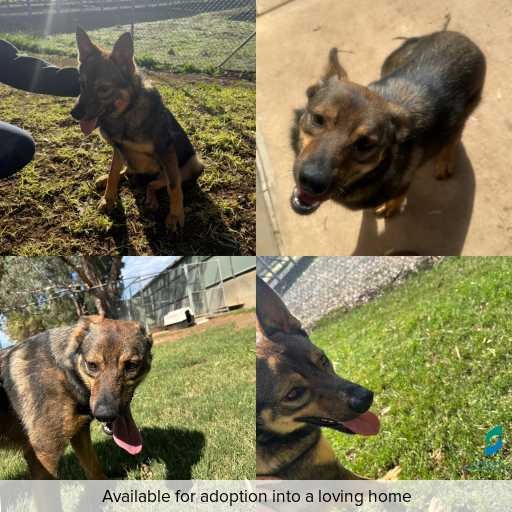 Photo of dog with ID of : D260148.