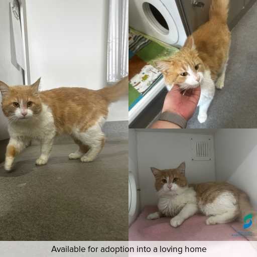 ID: C250941 Photo of cat with ID of : C250941.