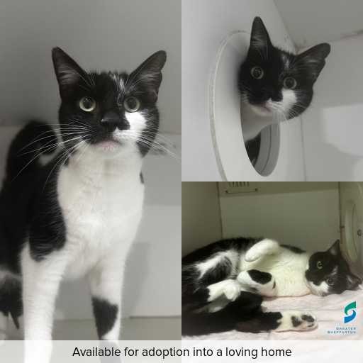 ID: C250961 Photo of cat with ID of : C250961.