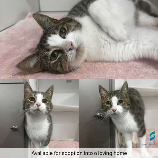 ID: C250977 Photo of cat with ID of : C250977.