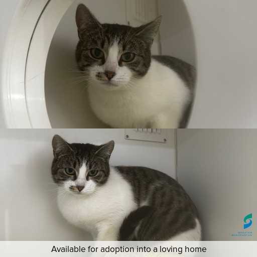 ID: C250979 Photo of cat with ID of : C250979.