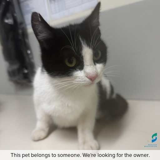 Photo of cat with ID of : C250982.