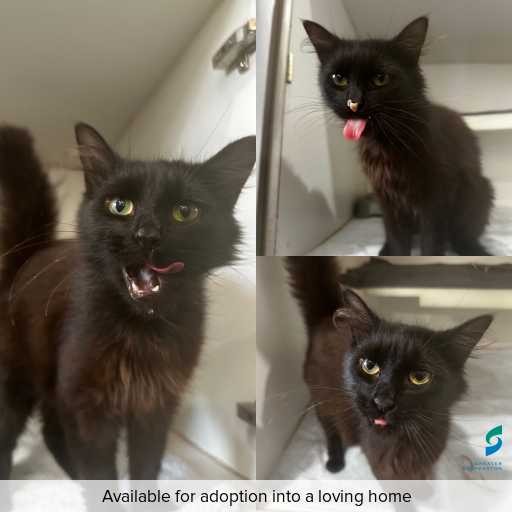 ID: C250997 Photo of cat with ID of : C250997.