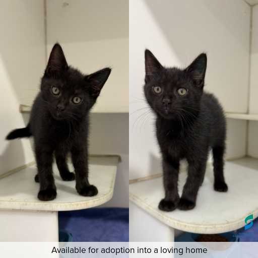 Photo of cat with ID of : C251024.