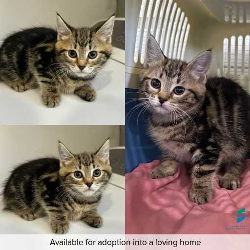 Photo of cat with ID of : C251045.