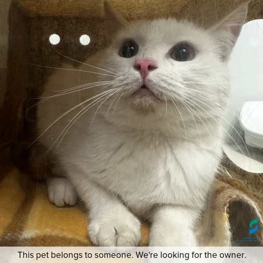 Photo of cat with ID of : C251107.