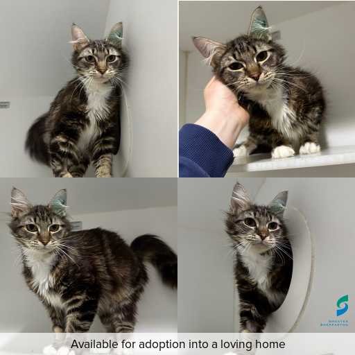 Photo of cat with ID of : C251132.