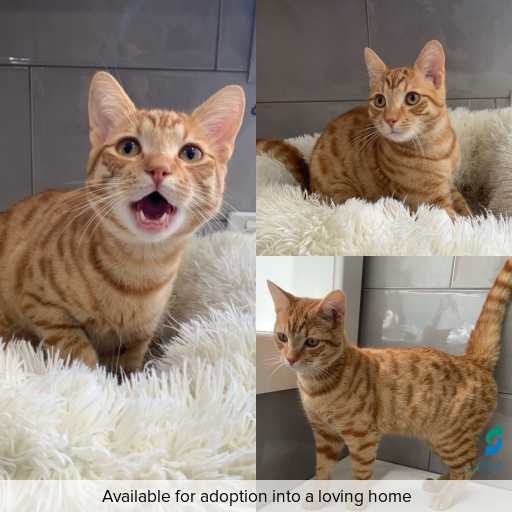 Photo of cat with ID of : C251180.