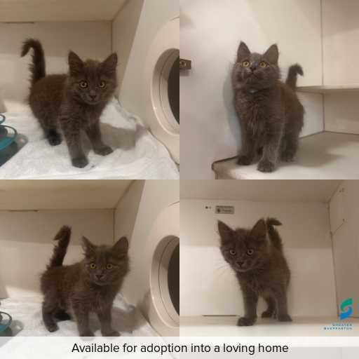 Photo of cat with ID of : C251201.