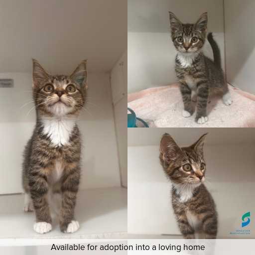 Photo of cat with ID of : C251207.