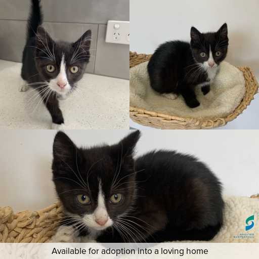 Photo of cat with ID of : C251248.