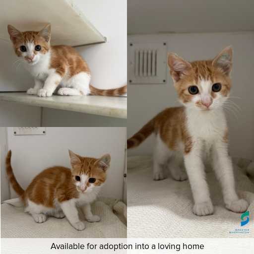 Photo of cat with ID of : C251256.