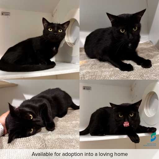 Photo of cat with ID of : C251337.