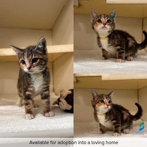 Photo of cat with ID of : C260044.