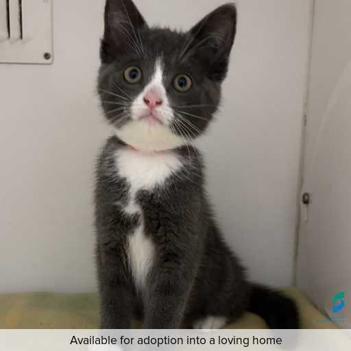 Photo of cat with ID of : C260046.