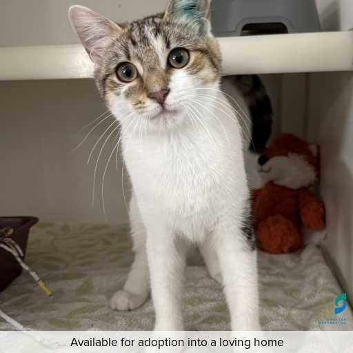 Photo of cat with ID of : C260078.