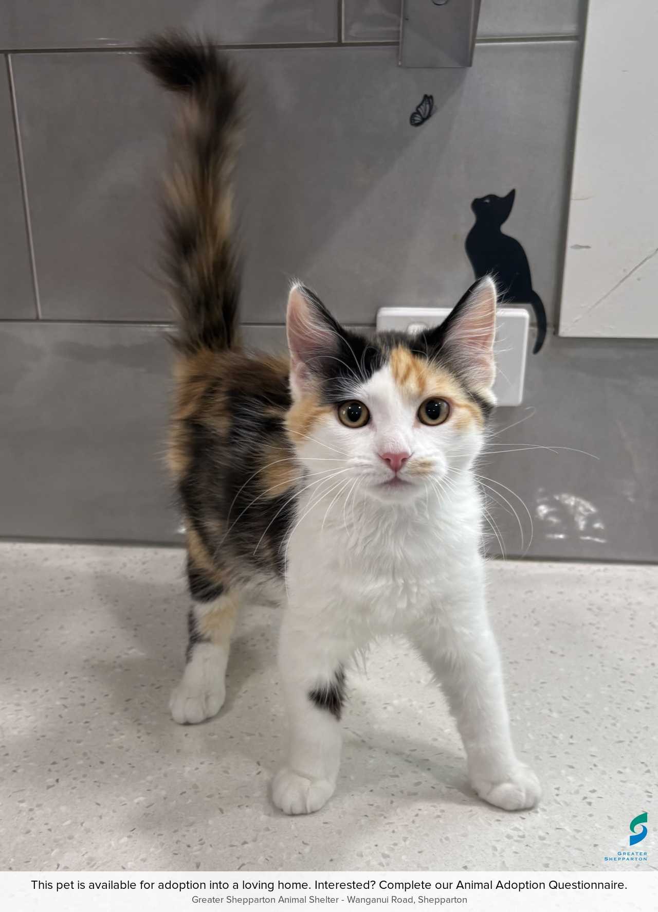 C260089 Kitteny Spears