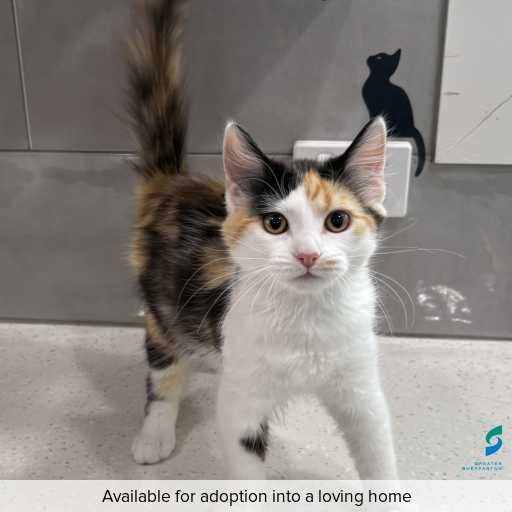 Photo of cat with ID of : C260089.