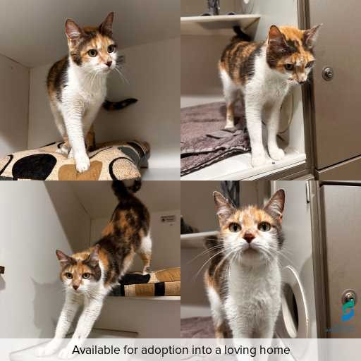 Photo of cat with ID of : C260111.